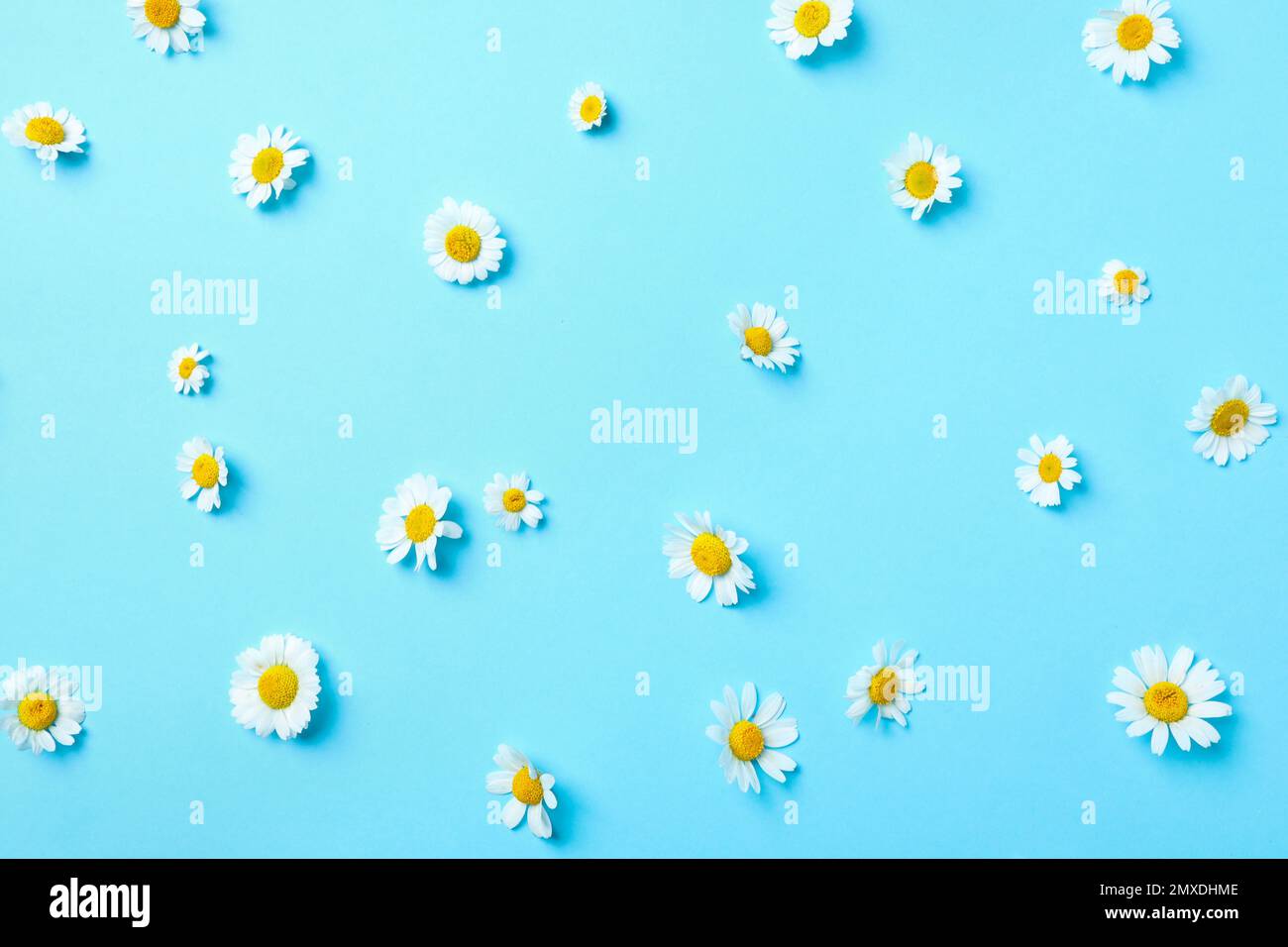 Flat lay composition with fresh chamomiles on light blue background Stock Photo