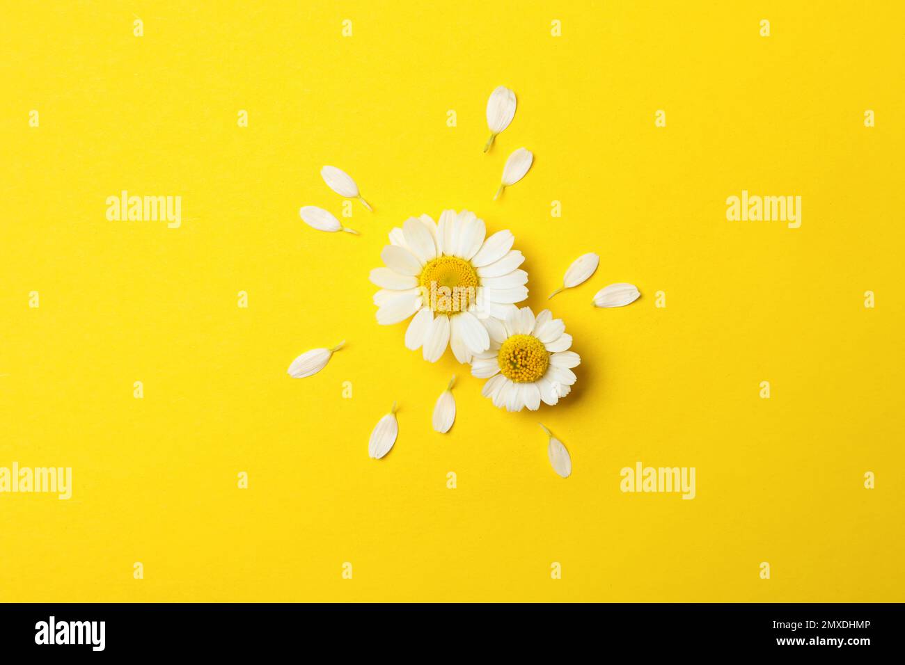 Flat lay composition with fresh chamomiles on yellow background Stock Photo