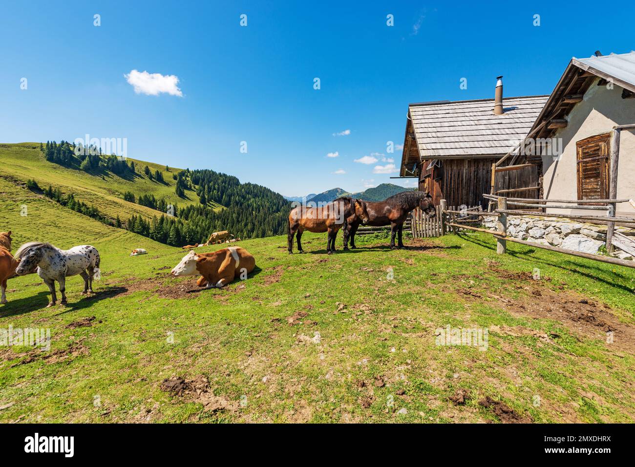 Dairy cows and horses on a mountain pasture, Italy-Austria border, Feistritz an der Gail municipality, Osternig peak, Carinthia, Julian Alps, Austria. Stock Photo