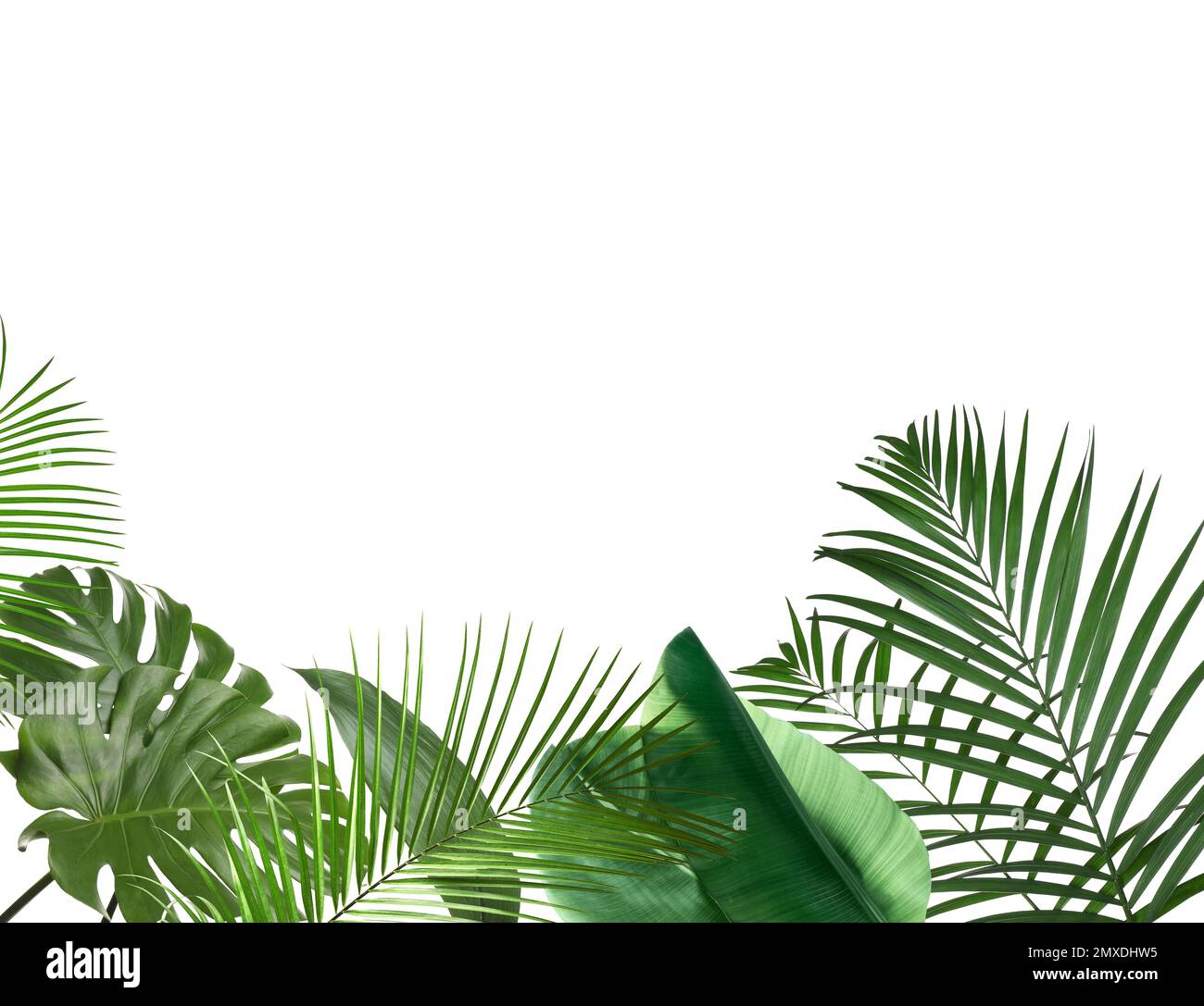 Set of different lush tropical leaves on white background Stock Photo