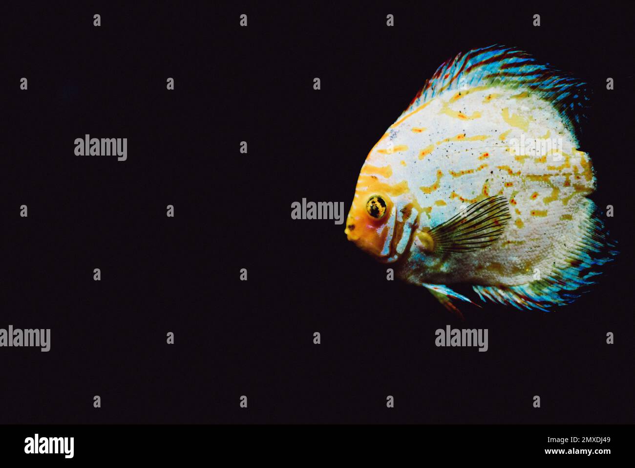 A closeup shot of a Heckel discus fish isolated on dark background Stock Photo