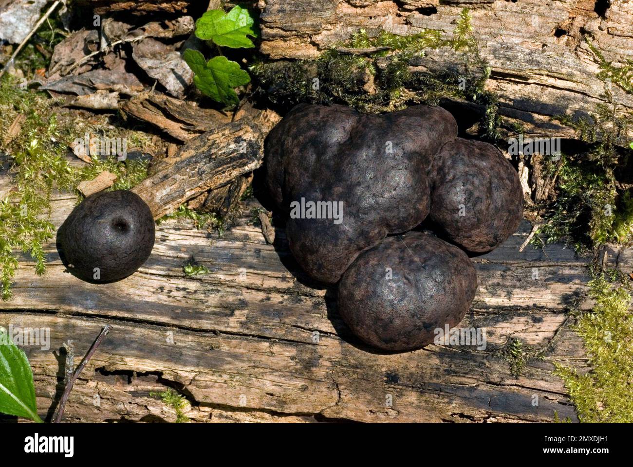 King Alfred's Cakes Fungus Stock Photo