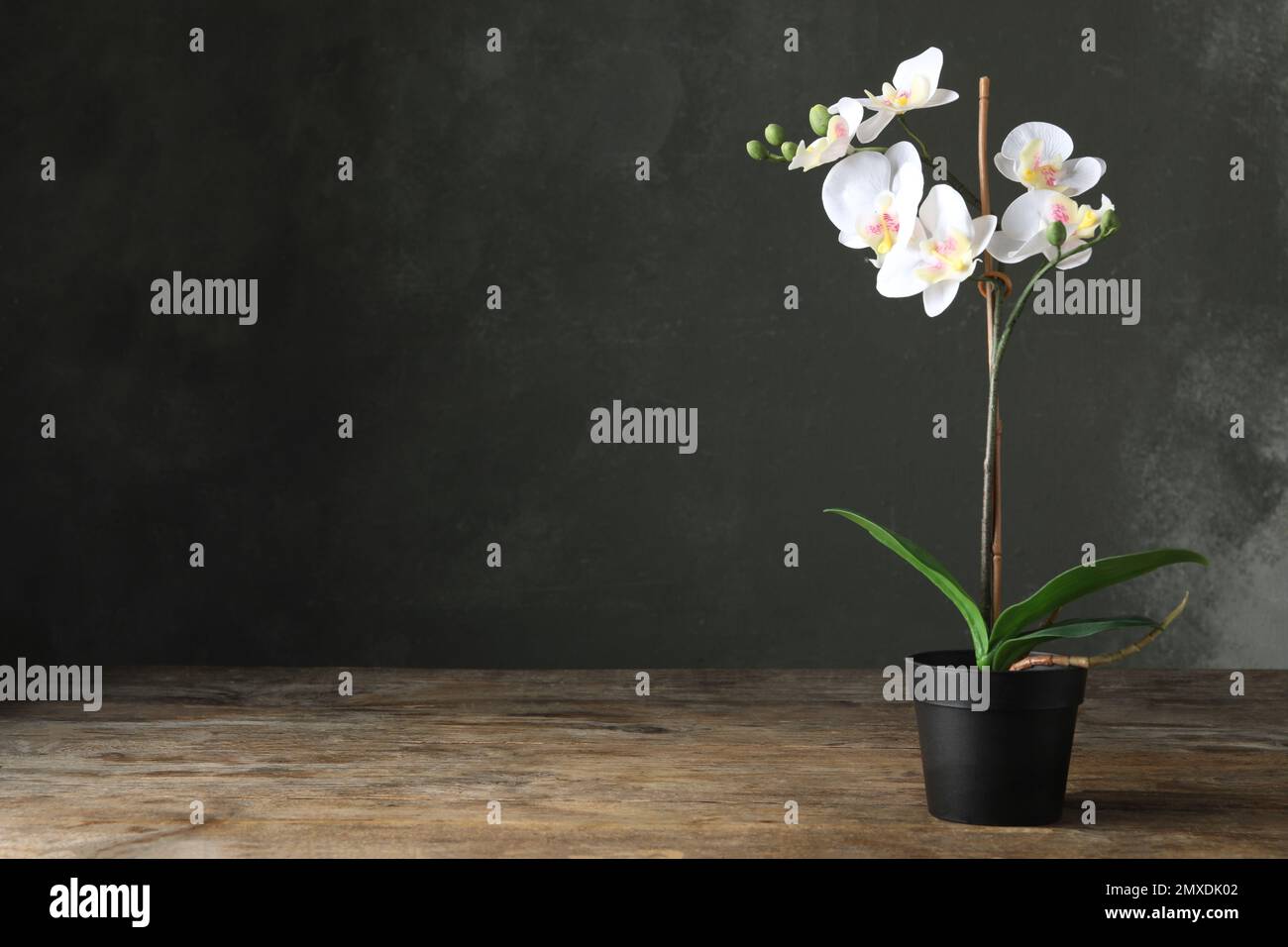 Artificial orchid plant in flower pot on wooden table. Space for text Stock Photo