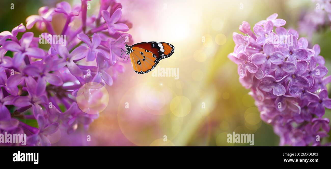 Beautiful blossoming lilac shrubs and amazing butterfly outdoors. Banner design Stock Photo