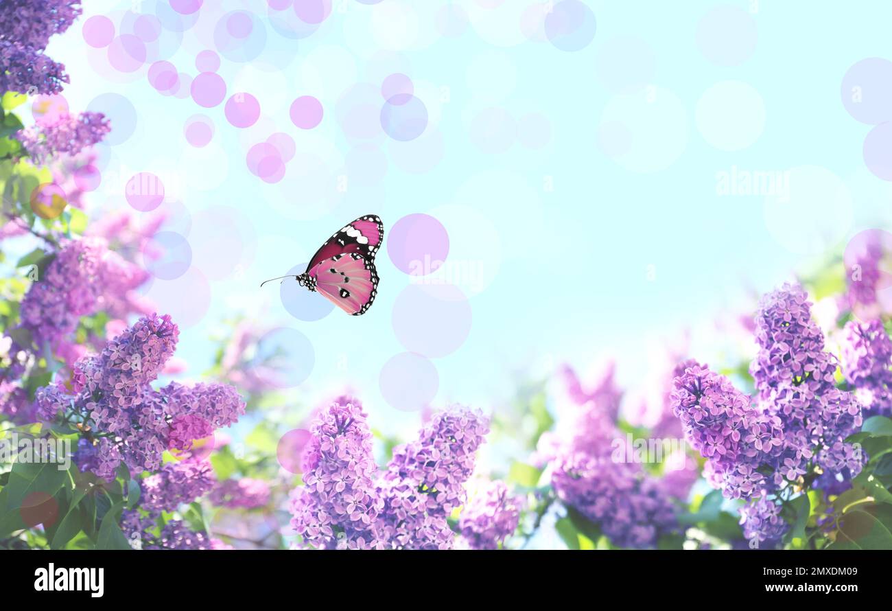 Beautiful blossoming lilac shrubs and amazing butterfly against blue sky Stock Photo