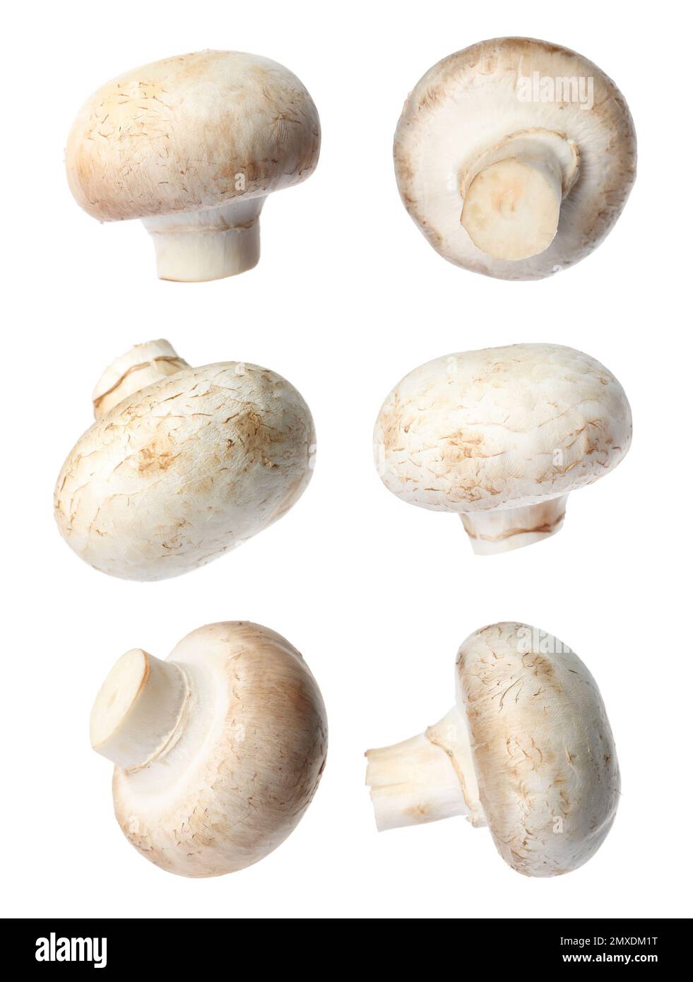 Image showcasing Champignon texture hi-res stock photography and images - Alamy