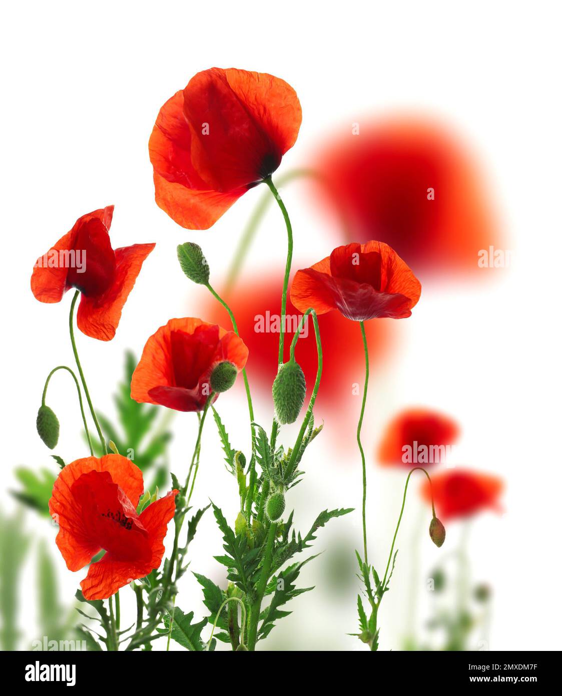Beautiful red poppy flowers on white background Stock Photo - Alamy