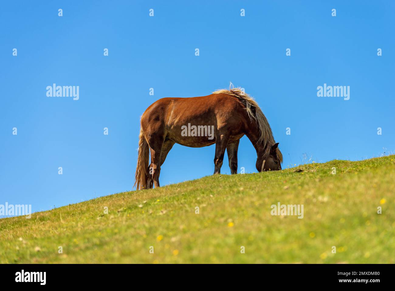 Brown horse in a mountain pasture against a clear blue sky, green meadow. Feistritz an der Gail municipality, Carinthia, Carnic Alps, Italy-Austria. Stock Photo