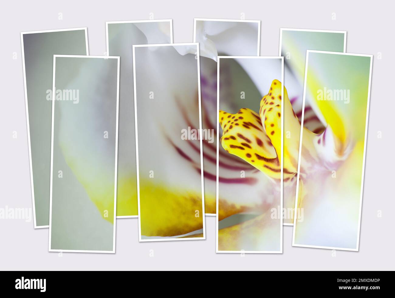 Isolated eight frames collage of picture of white orchid flower. Mock