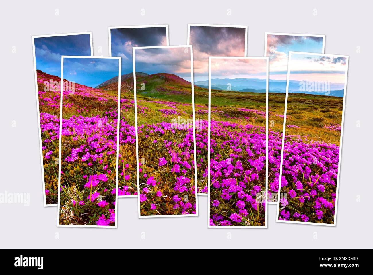 Isolated eight frames collage of picture of blooming pink rhododendron flowers on mountains valley. Splendid summer sunrise in Carpathian mountains. M Stock Photo