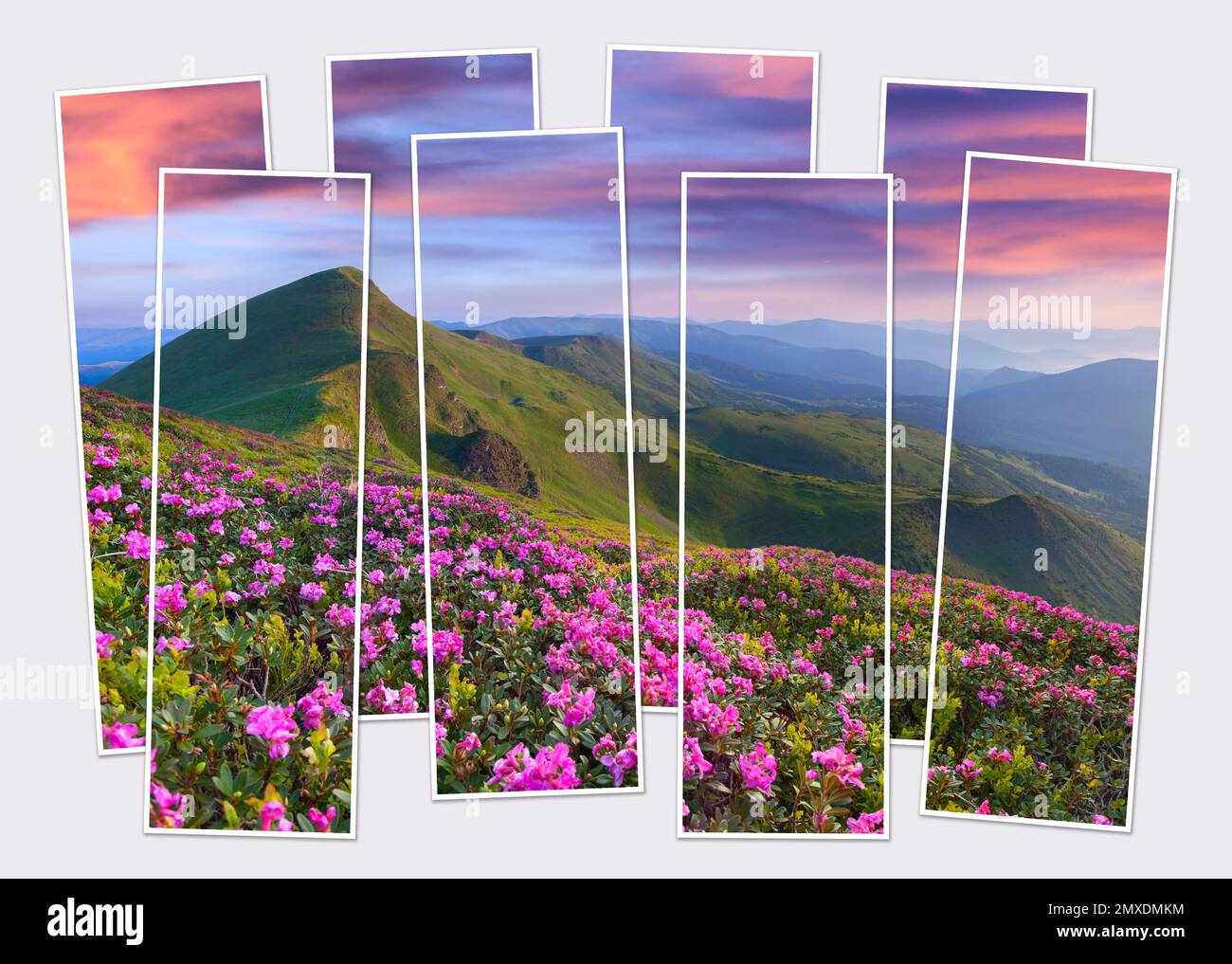 Isolated eight frames collage of picture of blooming pink rhododendron flowers on mountain valley. Attractive  summer view of Carpathian mountains. Mo Stock Photo