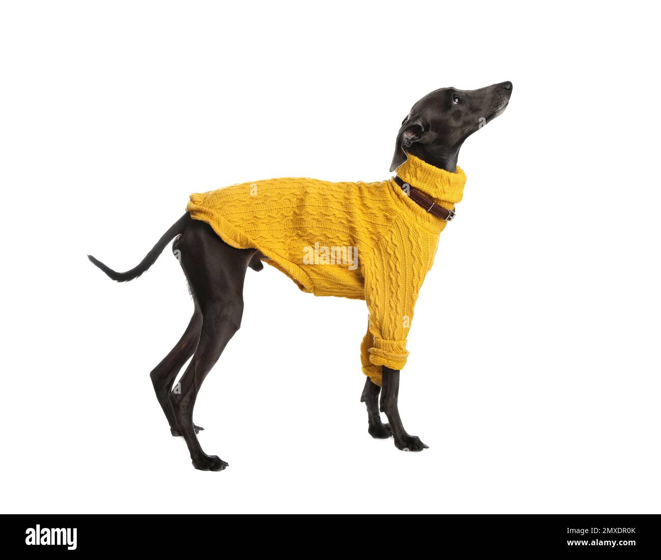 Italian Greyhound dog wearing sweater on white background Stock Photo