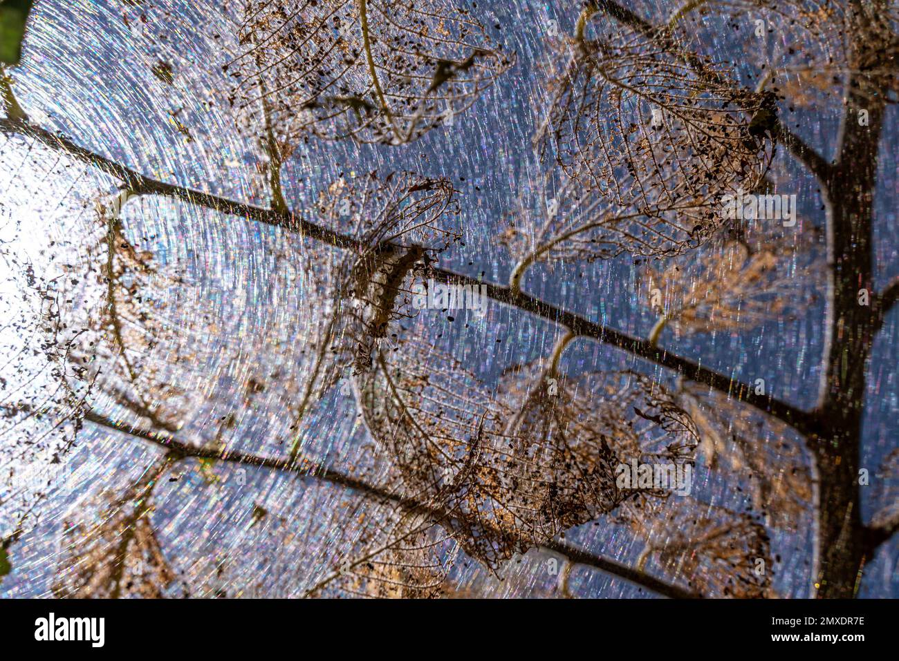 Caterpillars made cocoons on tree. Caterpillars ate all leaves in tree