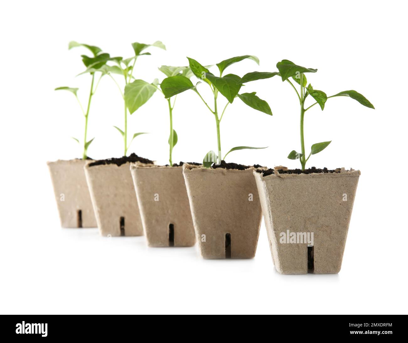 Green pepper seedlings in peat pots isolated on white Stock Photo - Alamy