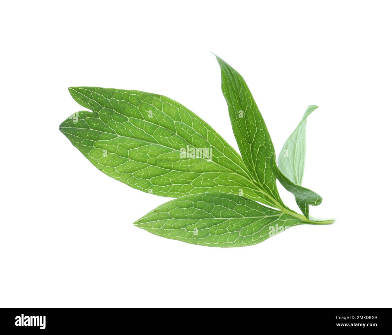 Fresh leaves of peony plant isolated on white Stock Photo - Alamy