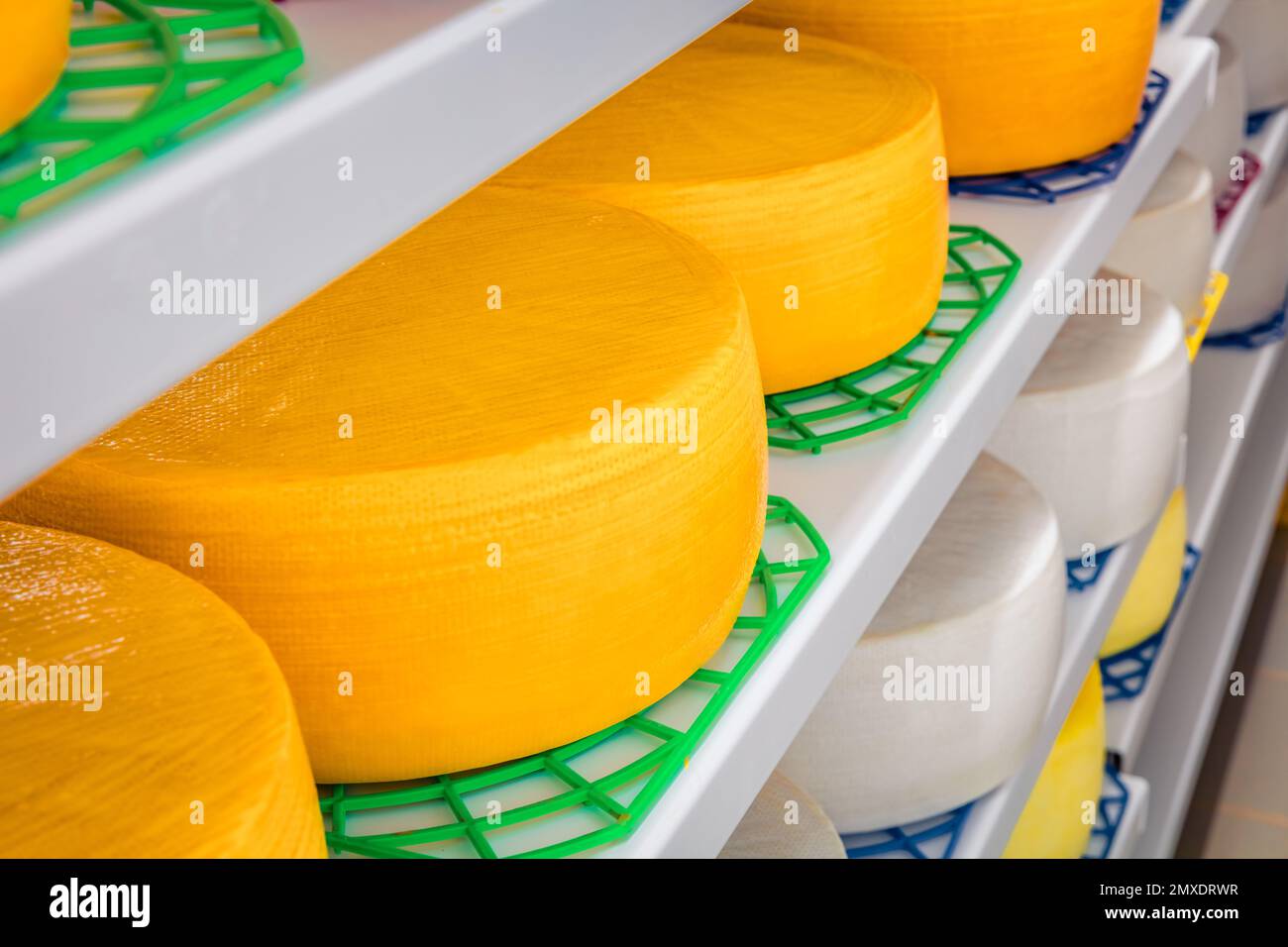 A small family cheese factory in the Carpathian village. Maturing Gouda