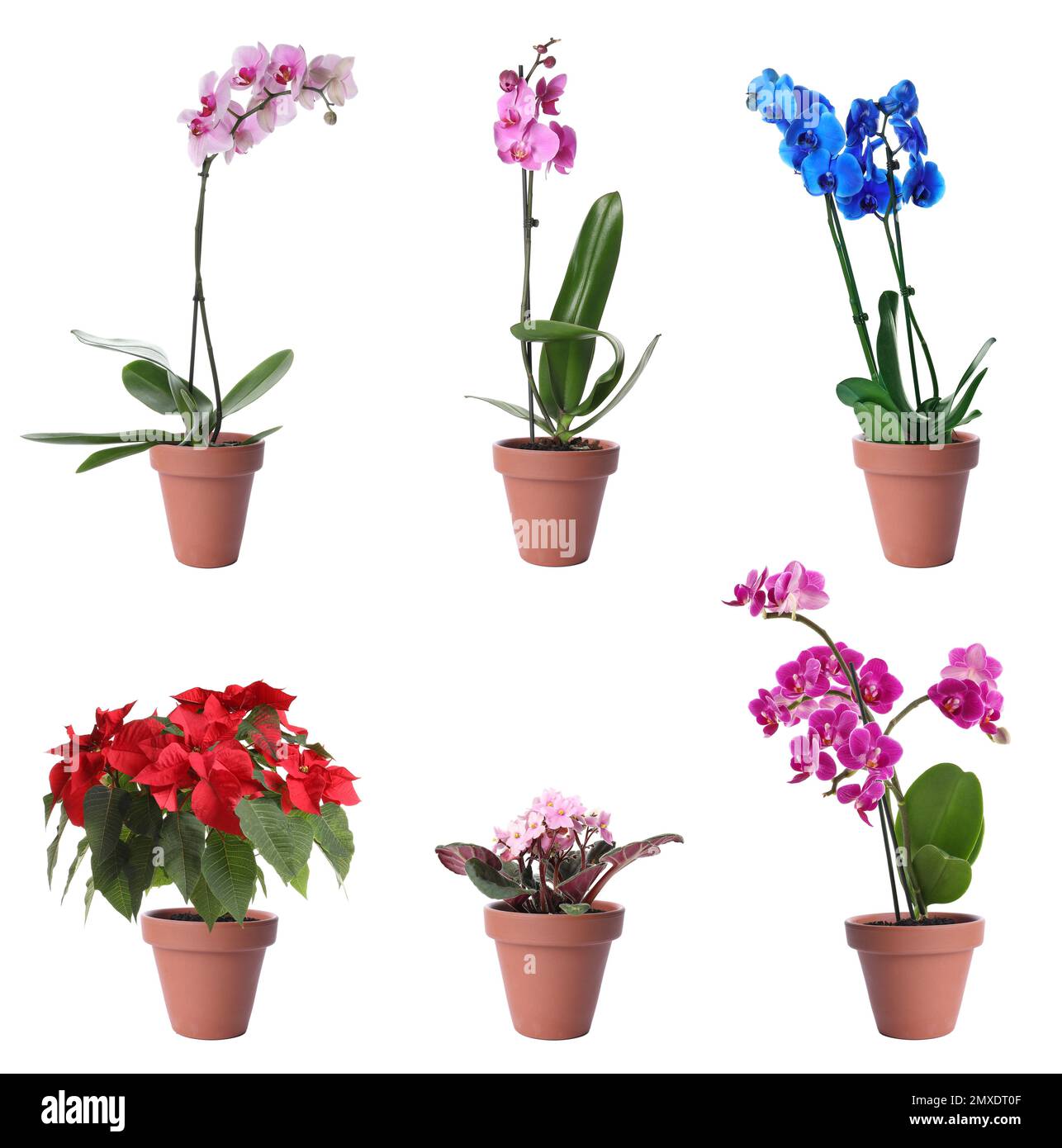 Set of blooming plants in flower pots on white background Stock Photo