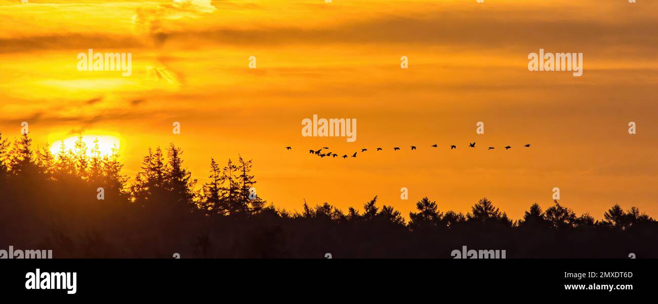 The silhouettes of forest and birds flying in the golden sunset sky ...