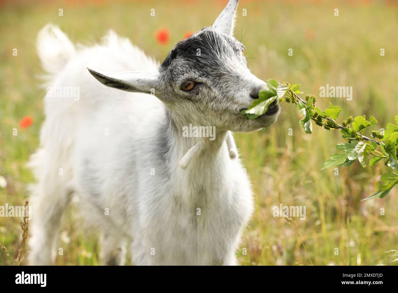 Cute grey goatling in field. Animal husbandry Stock Photo - Alamy