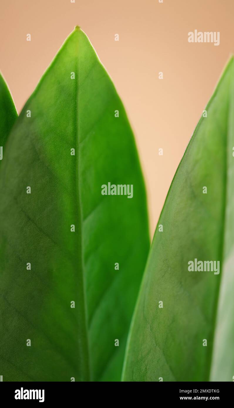 Ecology wallpaper hi-res stock photography and images - Alamy