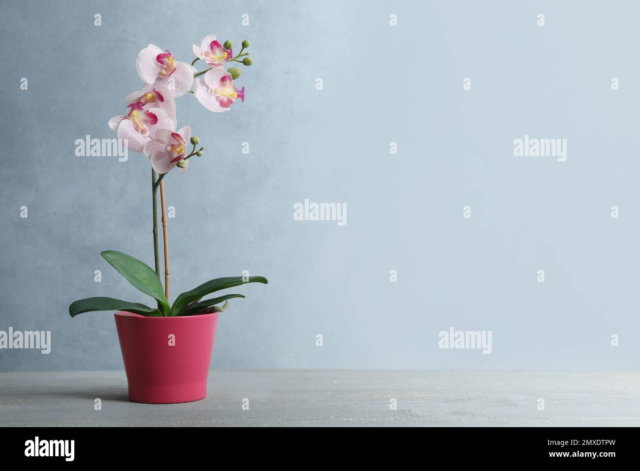 Artificial orchid plant in pink flower pot on light grey wooden table. Space for text Stock Photo