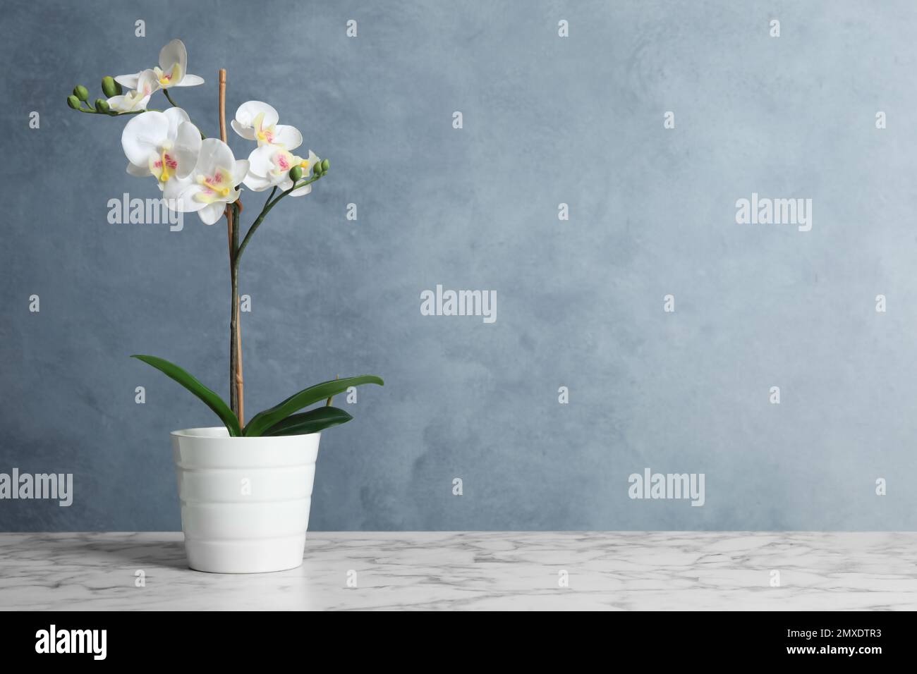 Artificial orchid plant in flower pot on white marble table. Space for text Stock Photo