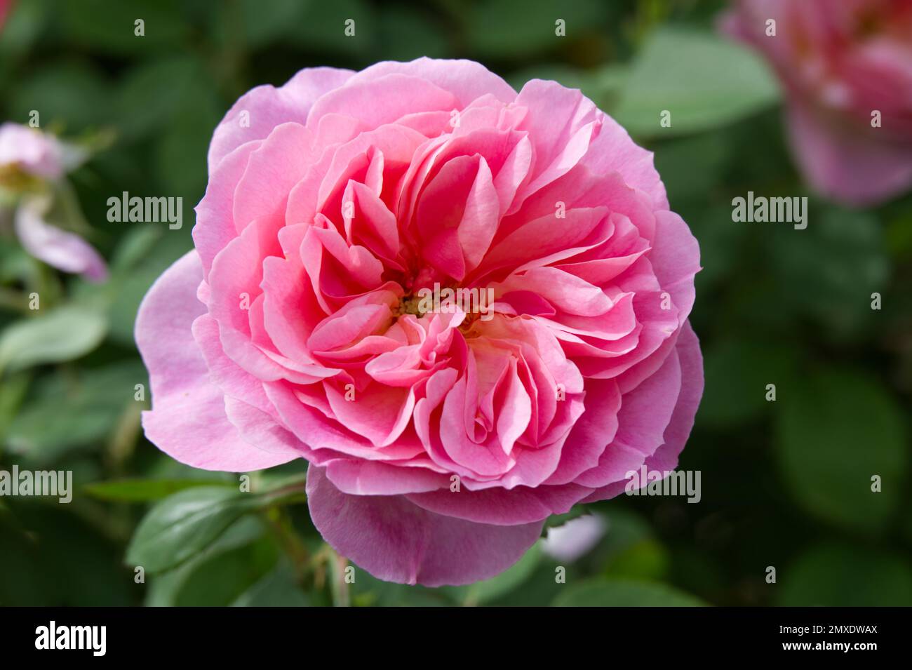 Pink flowered English shrub rose rosa Hyde Hall in Uk garden September Stock Photo