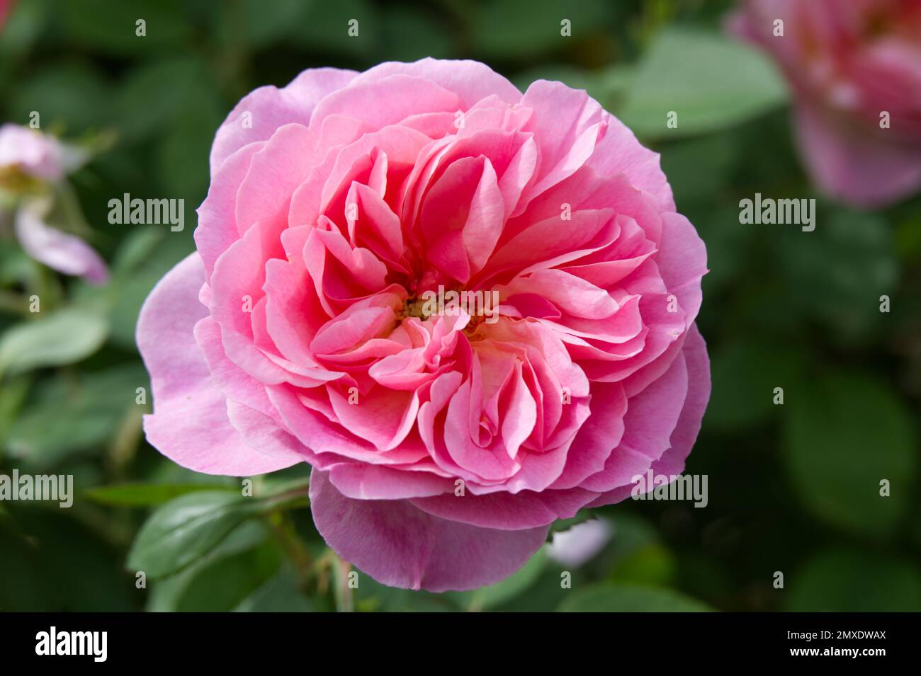 Pink English Shrub Roses Pink flowered English shrub rose rosa Hyde Hall in Uk garden September ...