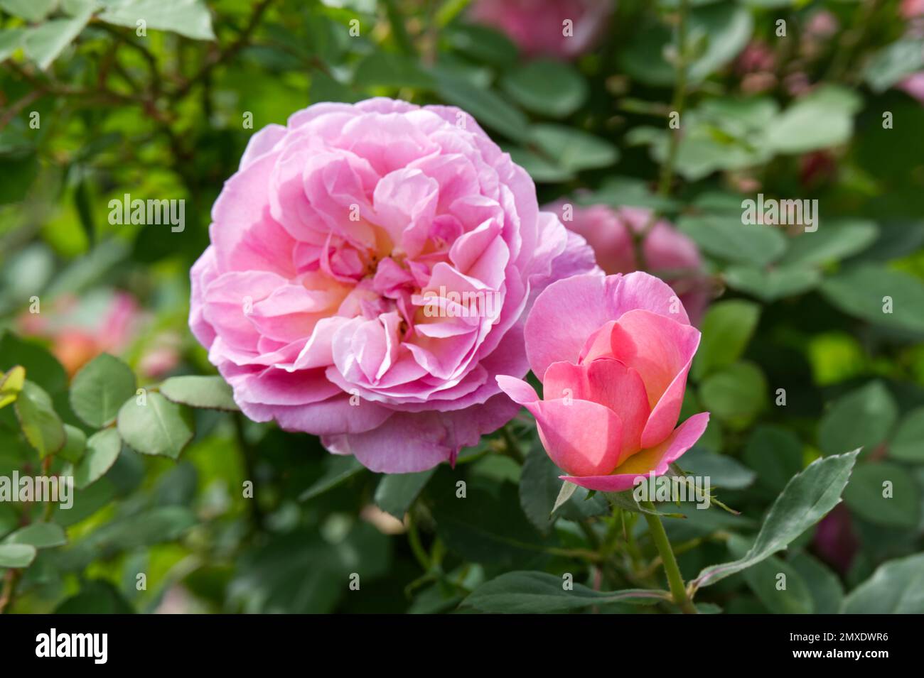 Pink flowered English shrub rose rosa Hyde Hall in Uk garden September Stock Photo