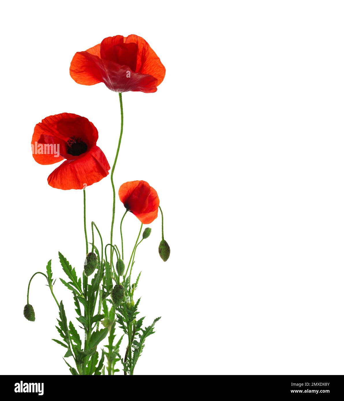 Beautiful red poppy flowers on white background Stock Photo - Alamy