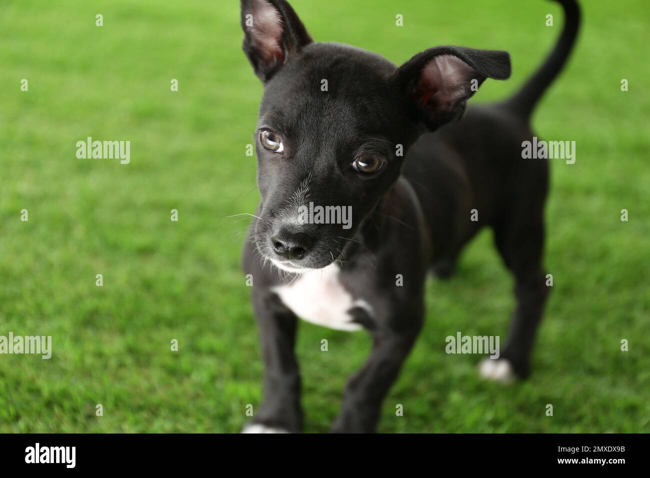 Cute little puppy on green grass. Baby animal Stock Photo - Alamy