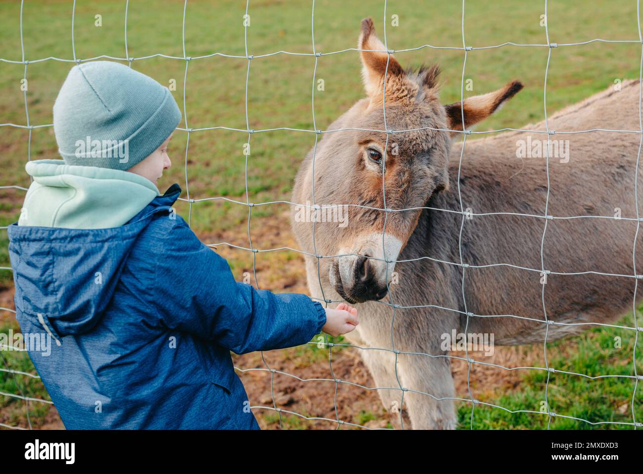 Boy feeding a donkey with hay on the farm. A child is having fun on a