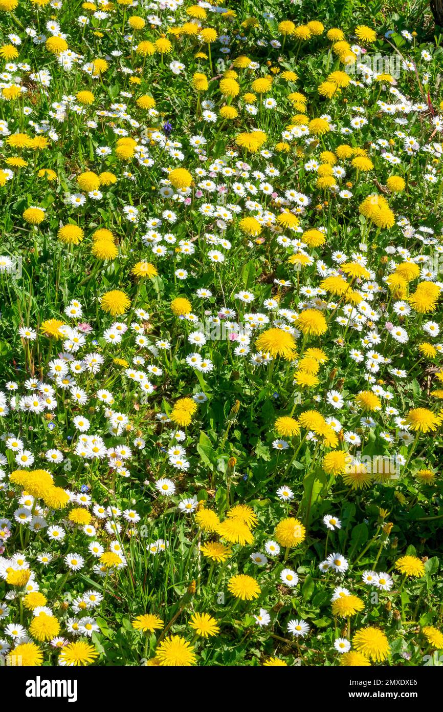 Background of dandelions and daisies in the grass, wildflowers bloom in spring Stock Photo
