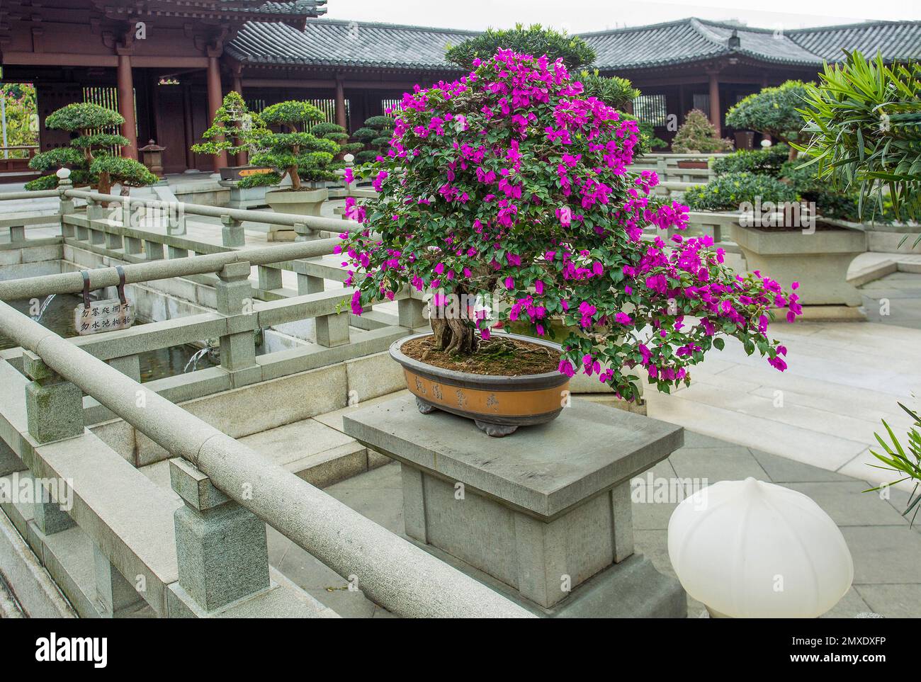 Amazing view of tropical bougainvillea bush in purple bloom as bonsai ...