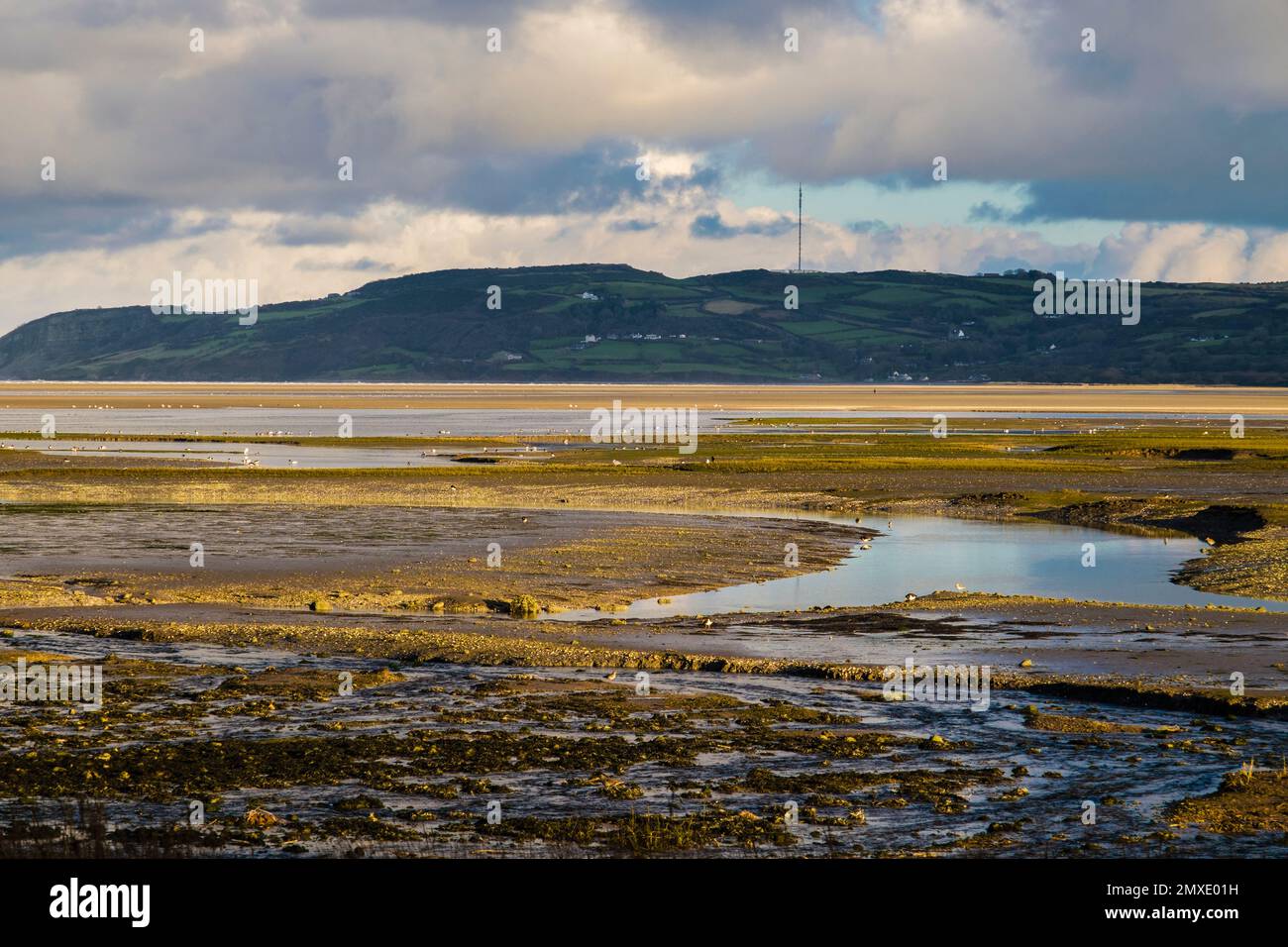 Ducks and wading birds feed in the tidal mudflats as the tide comes in to Red Wharf Bay (Traeth Coch) Benllech Isle of Anglesey (Ynys Mon) Wales UK Stock Photo