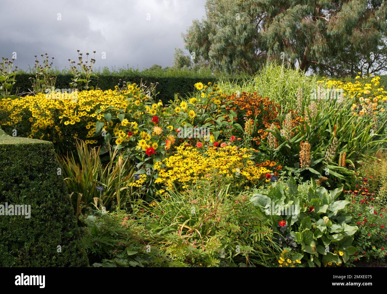 Hot and bright coloured border of herbaceous perennial flowers, protected by clipped yew hedges at RHS garden Hyde Hall UK September Stock Photo