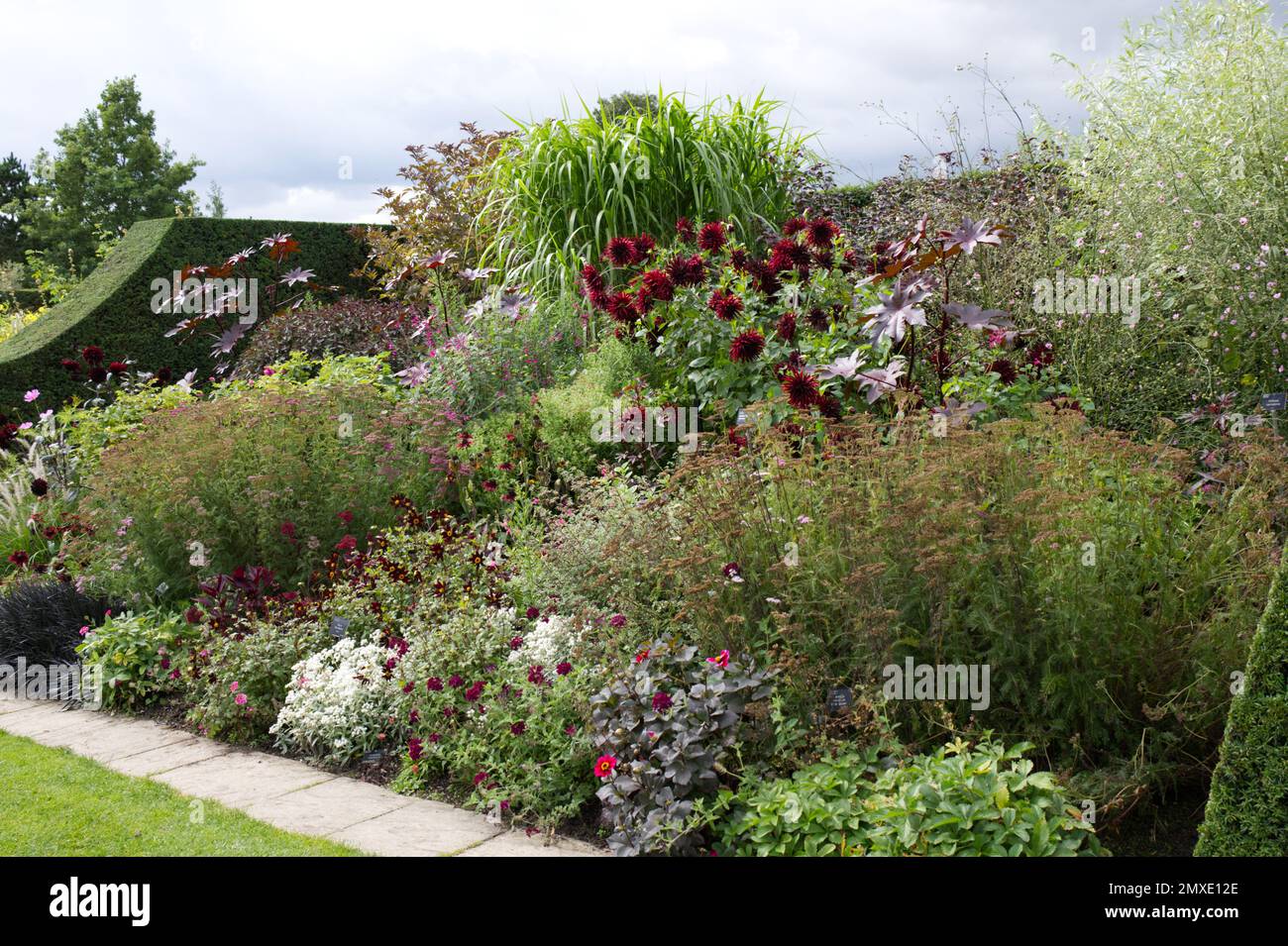 Rich and dark coloured border of herbaceous perennial flowers, protected by clipped yew hedges at RHS garden Hyde Hall UK September Stock Photo