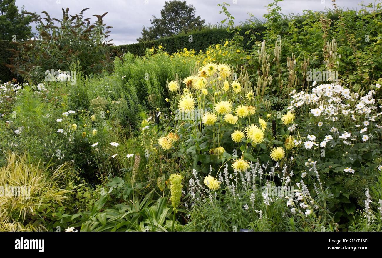 Yellow and white border of herbaceous perennial flowers, protected by clipped yew hedges at RHS garden Hyde Hall UK September Stock Photo