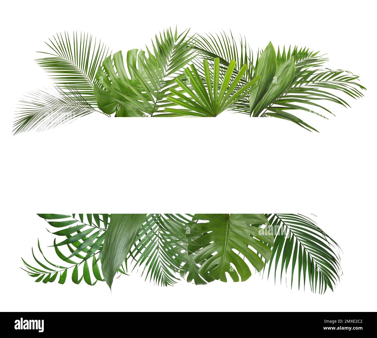 Frame made of beautiful lush tropical leaves on white background, top view. Space for text Stock Photo