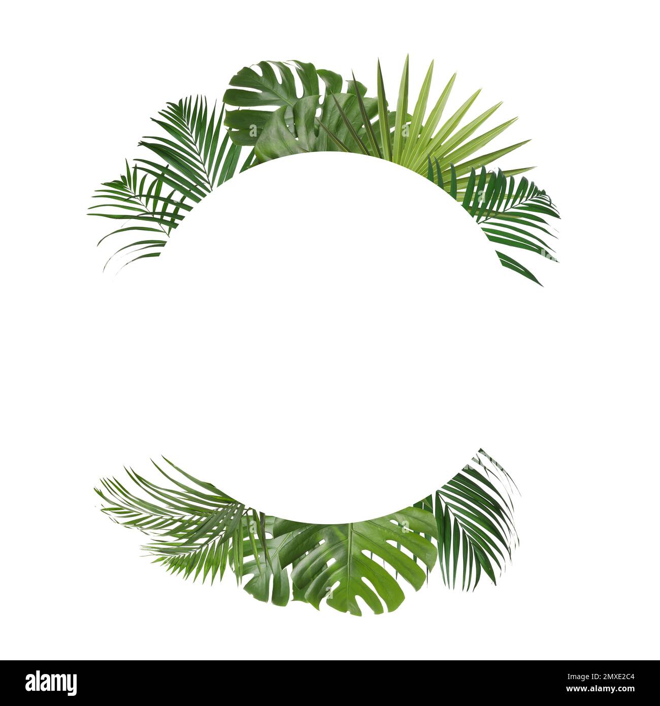 Frame made of beautiful lush tropical leaves on white background, top ...