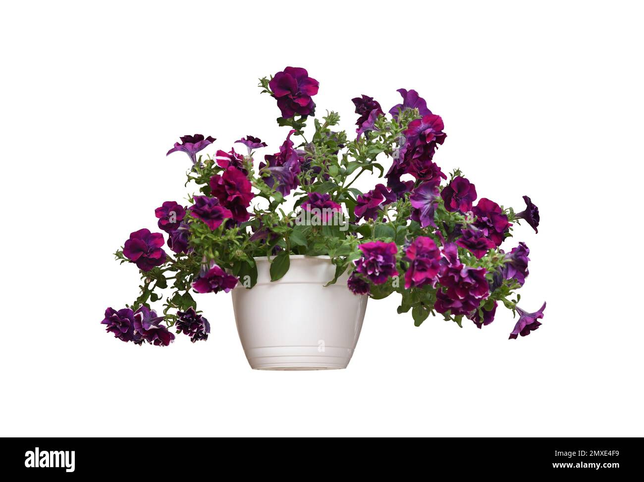 Beautiful purple flowers in plant pot on white background Stock Photo