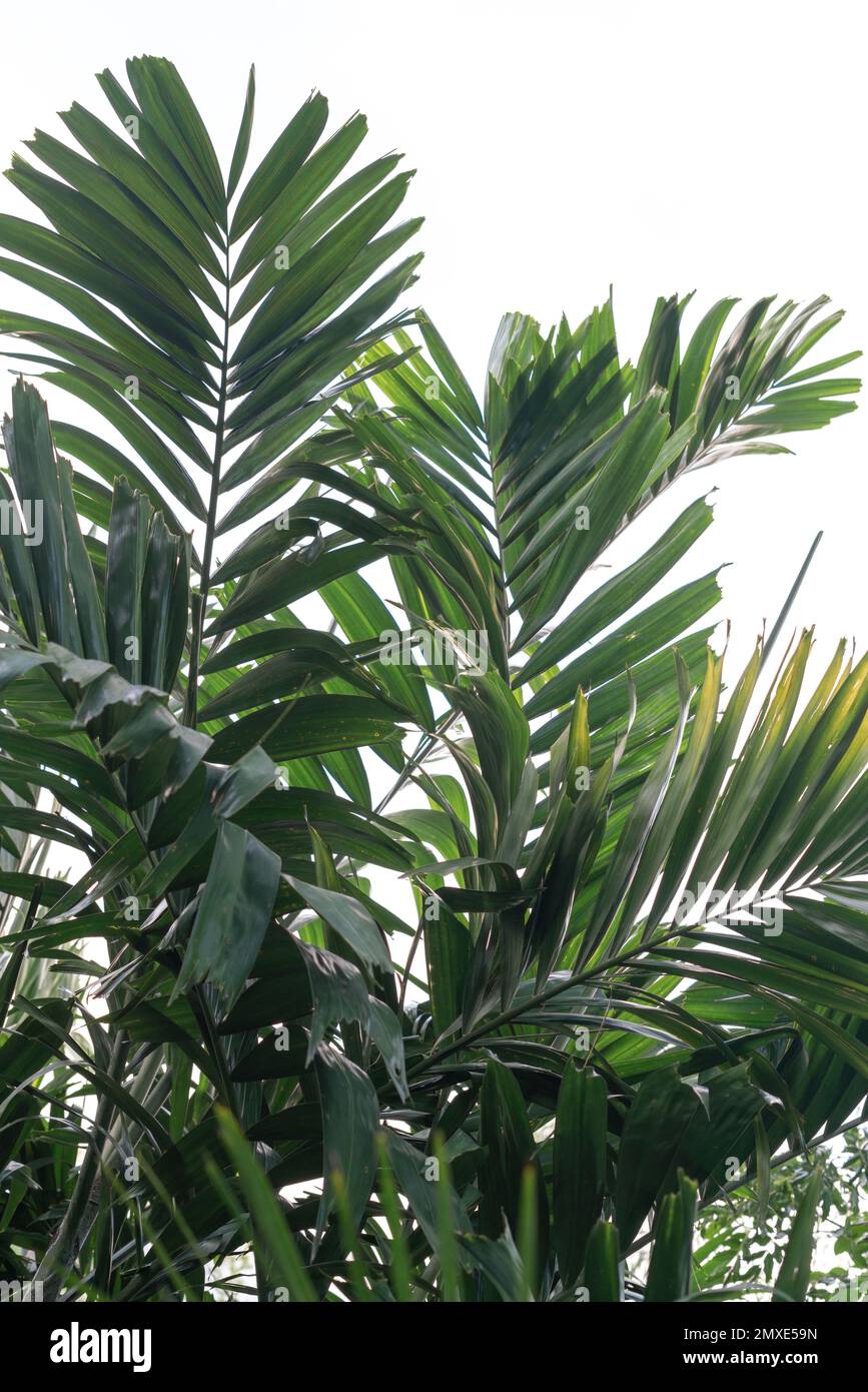 Tropical green palm leaves hi-res stock photography and images - Alamy