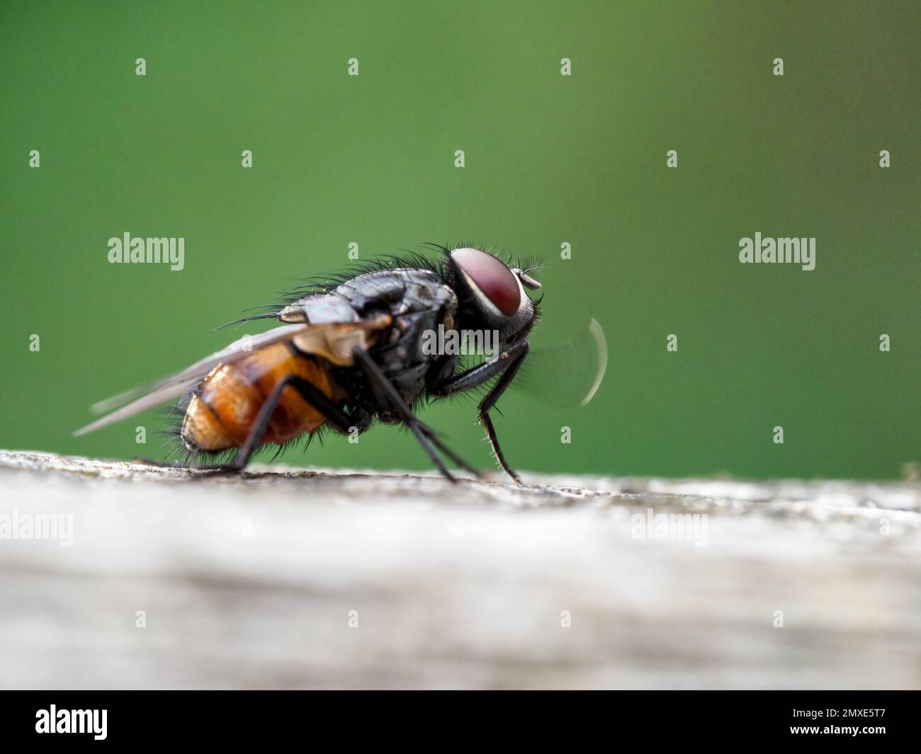 Common housefly (musca domestica) Stock Photo