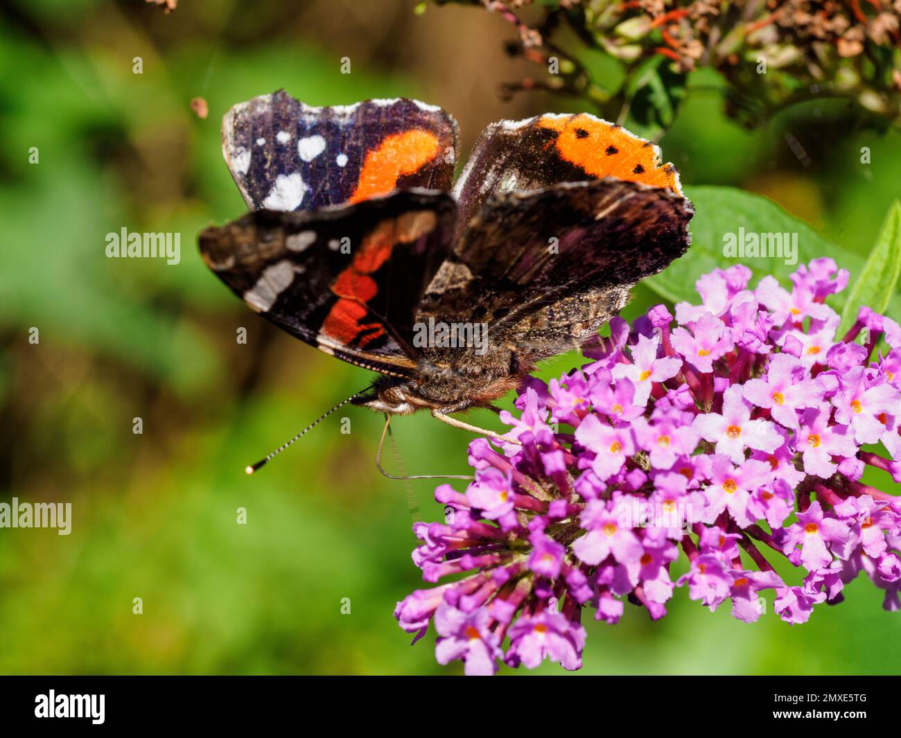 Red Admiral butterfly (Vanessa atalanta) feeding on pink buddleia flower Stock Photo
