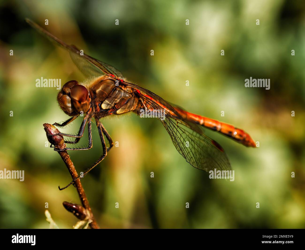 Dragonfly - Common Darter Sympetrum striolatum Stock Photo