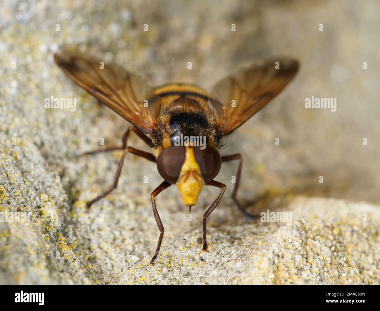 Common hoverfly (male) - Syrphus ribesii - resting on a cotswold stone wall Stock Photo