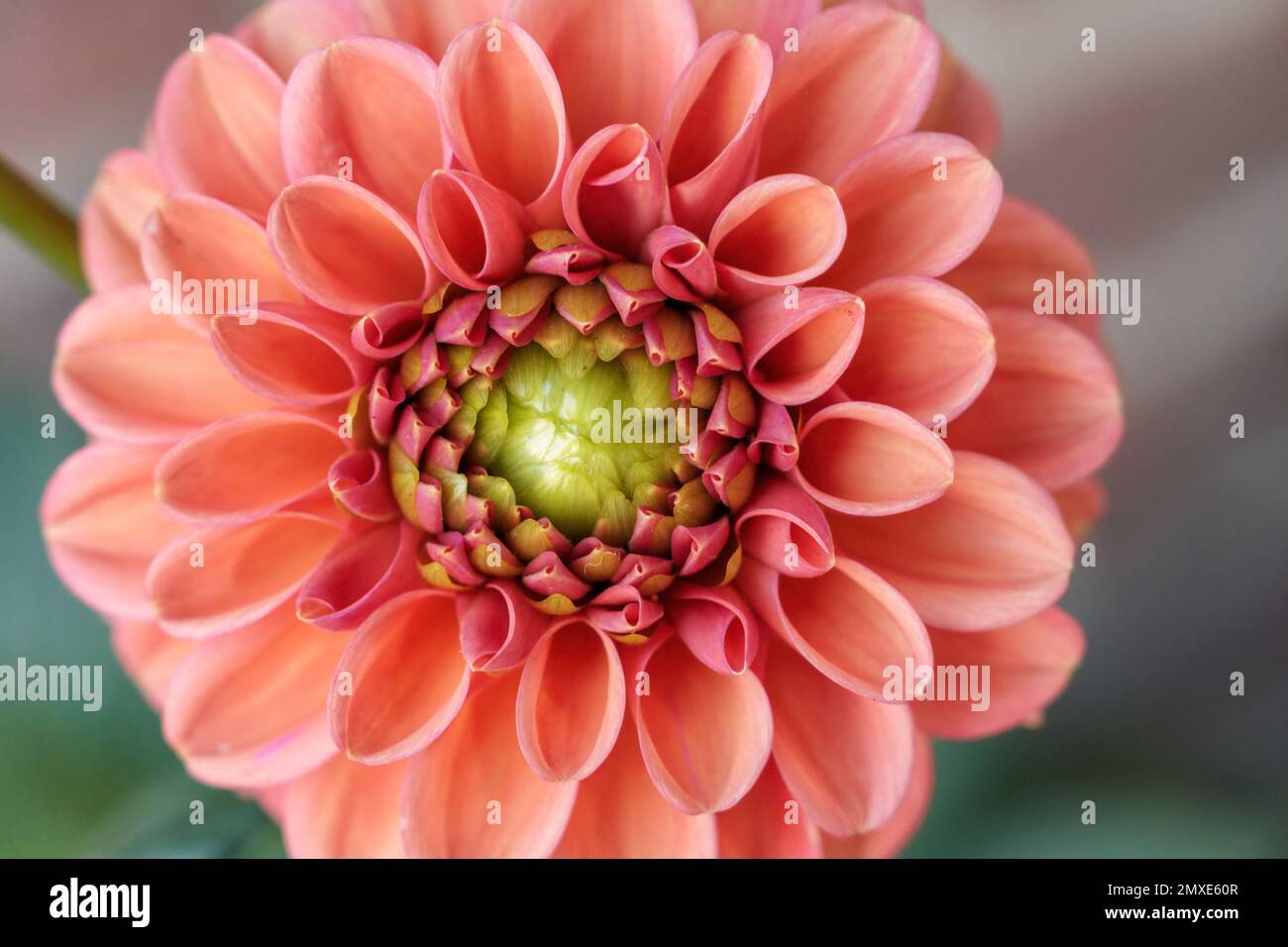 Pale orange dahlia bloom with green centre Stock Photo