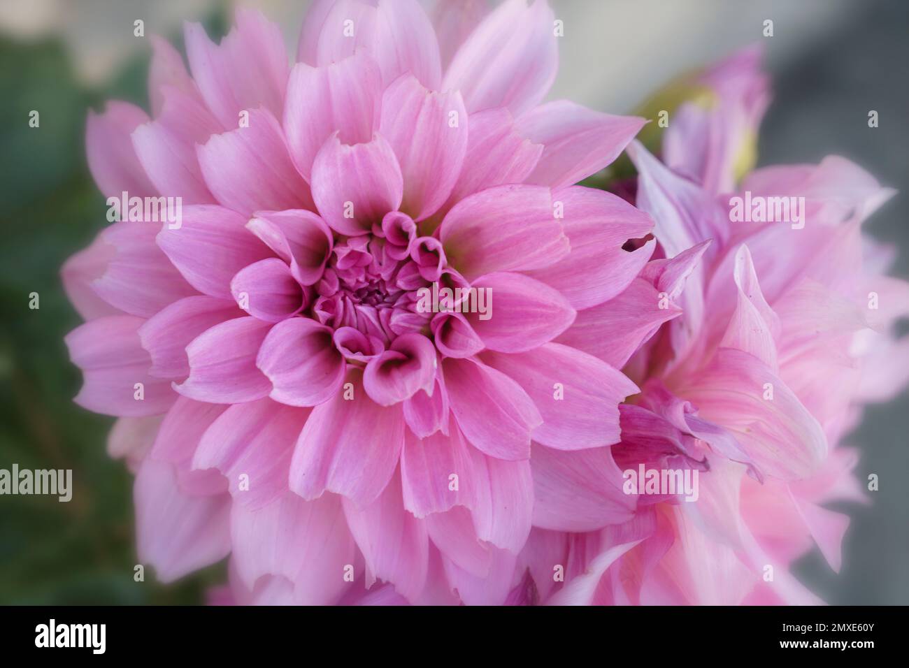 Pink Dahlia flower Stock Photo