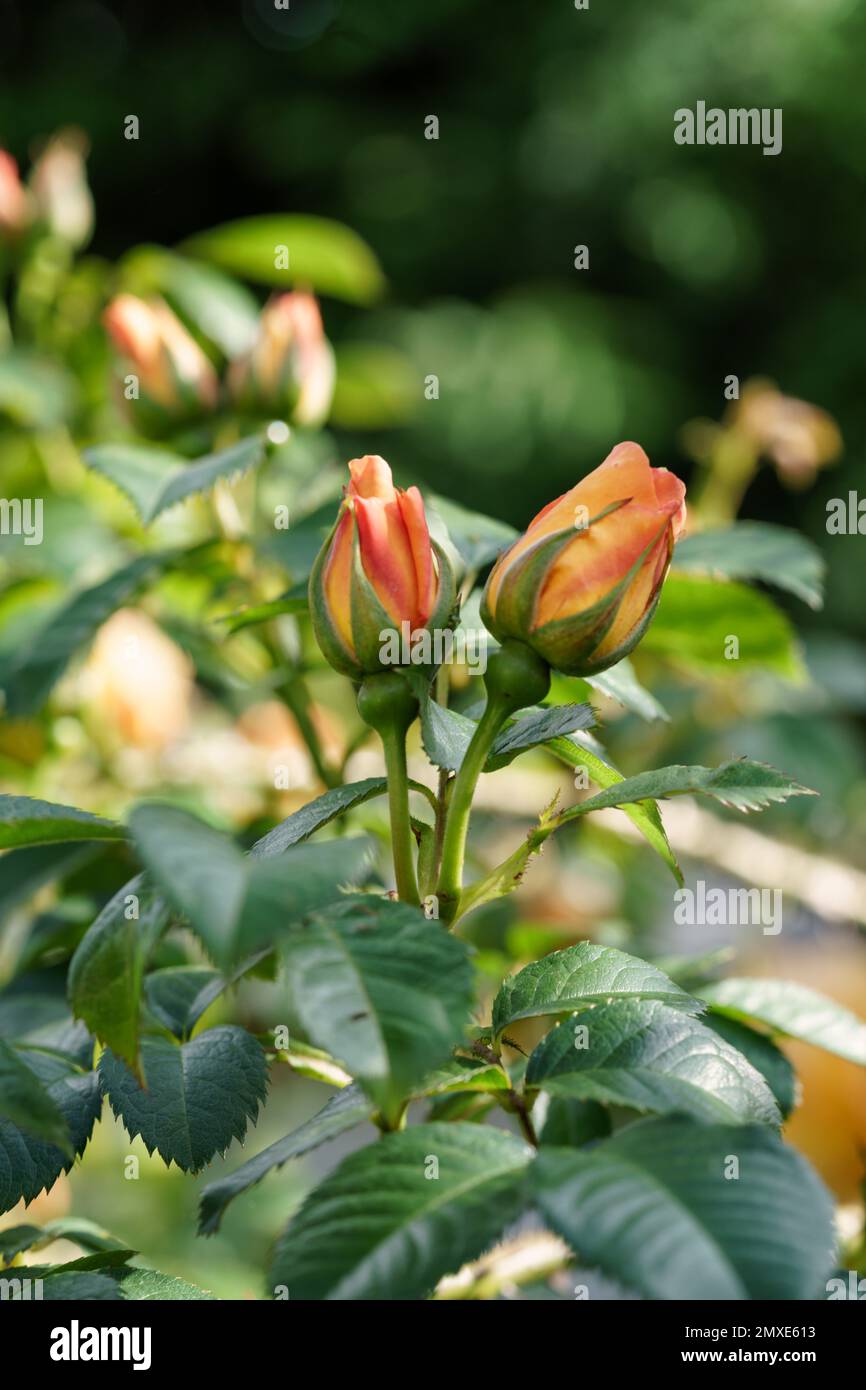 A pair of yellow and orange rose buds beginning to open. Stock Photo