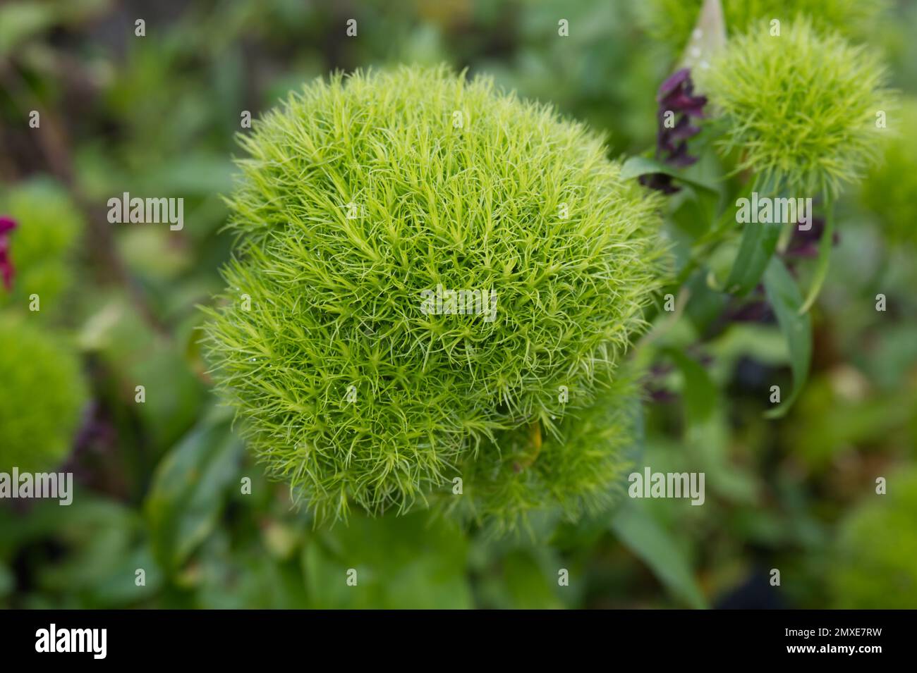 Unusual and vibrant flowers of Dianthus barbatus Green Trick, growing ...